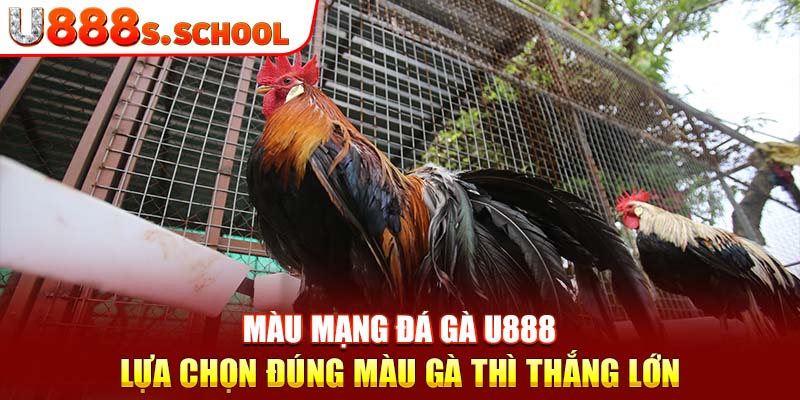 Màu Mạng Đá Gà U888 - Lựa Chọn Đúng Màu Gà Thì Thắng Lớn