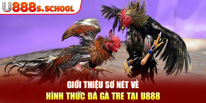 Giới thiệu sơ nét về hình thức đá gà tre tại U888