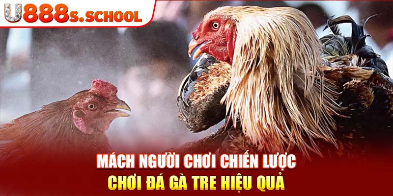 Mách người chơi chiến lược chơi đá gà tre hiệu quả