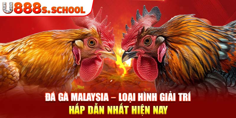 Đá Gà Malaysia – Loại Hình Giải Trí Hấp Dẫn Nhất Hiện Nay