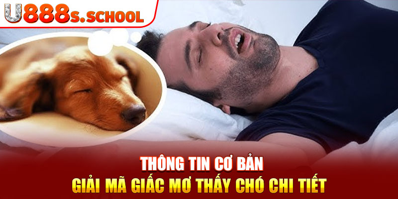 Thông tin cơ bản giải mã giấc mơ thấy chó chi tiết