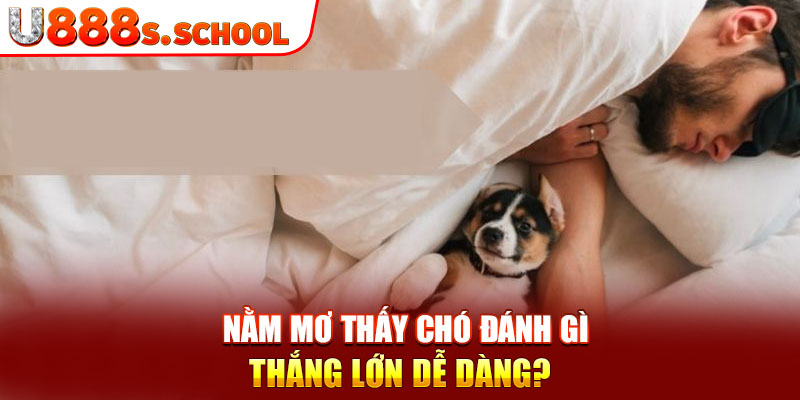 Nằm mơ thấy chó đánh gì thắng lớn dễ dàng?